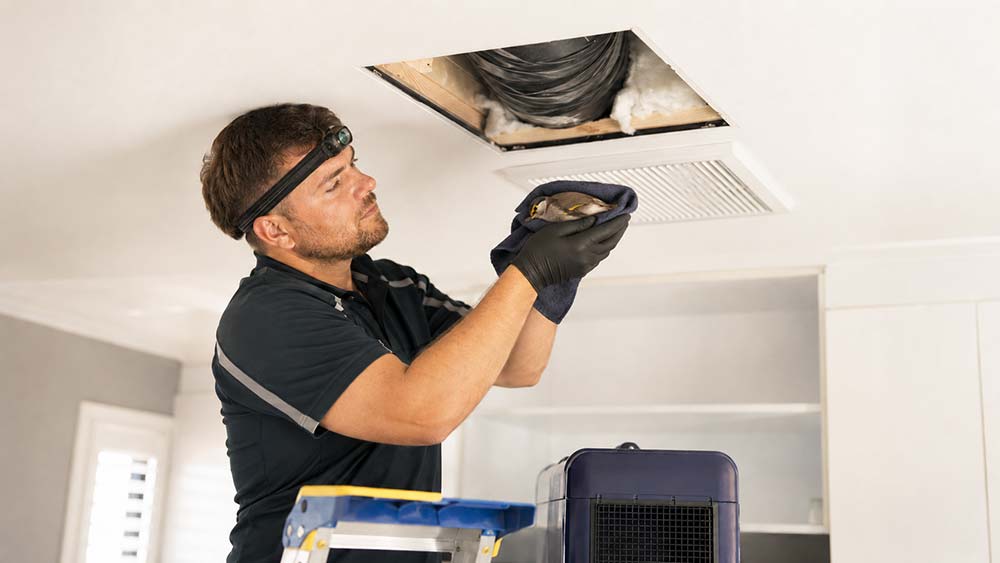 Professional technician performing dead bird removal at an Australian home