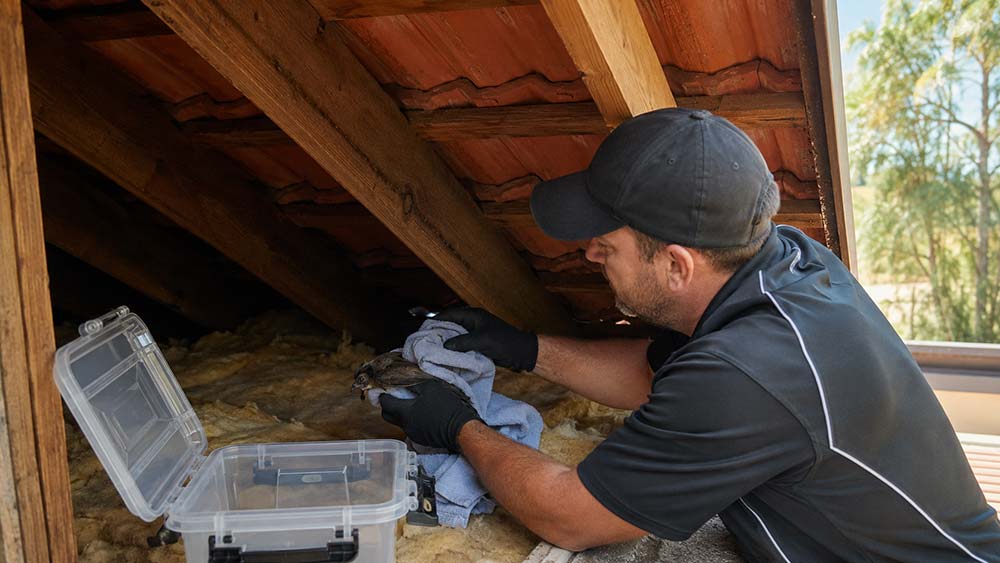 Professional technician performing dead bird removal at an Australian home