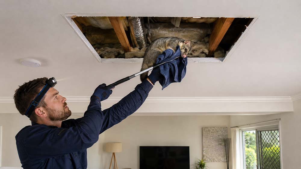 Professional dead possum removal near an Australian roof