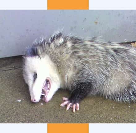 Book Dead Animal Removal Today