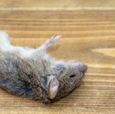 Dead Animal Removal